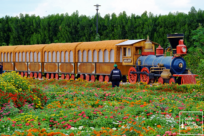 train in dubai miracle garden