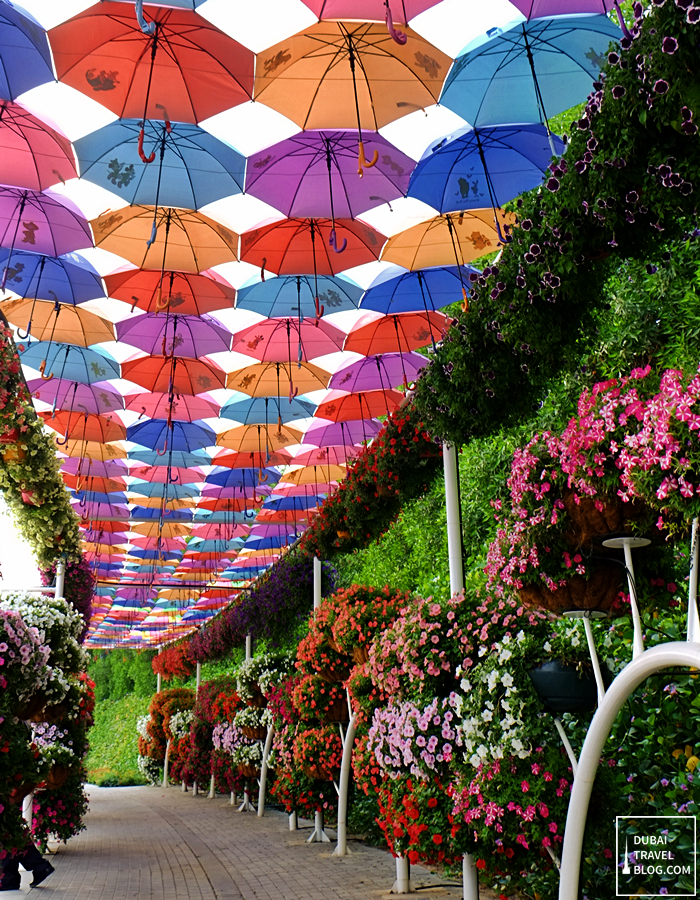 umbrella walkway in dubai miracle garden