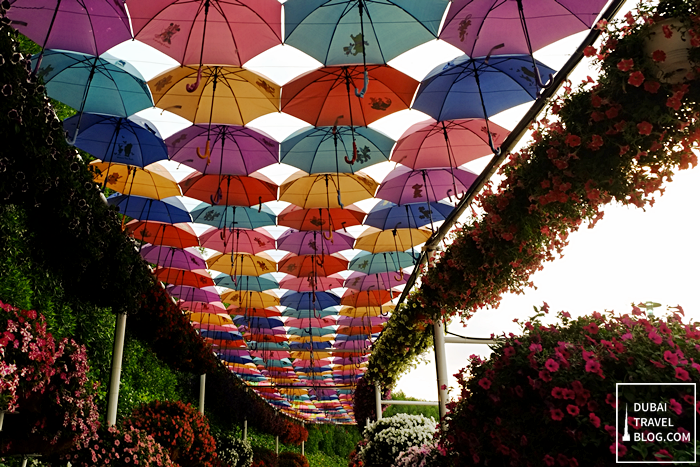 umbrellas in dubai miracle garden