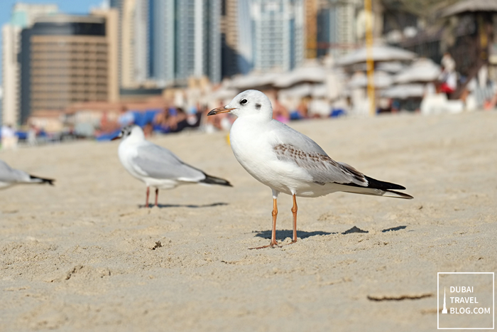 Hilton JBR birds