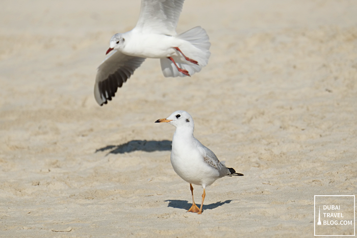 JBR birds