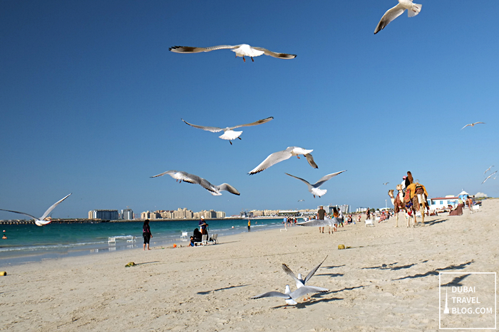 birds at JBR