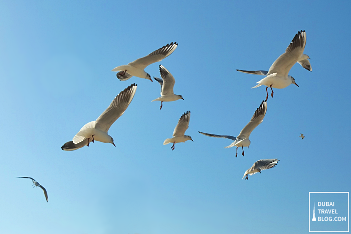 birds-at-The-Beach-JBR