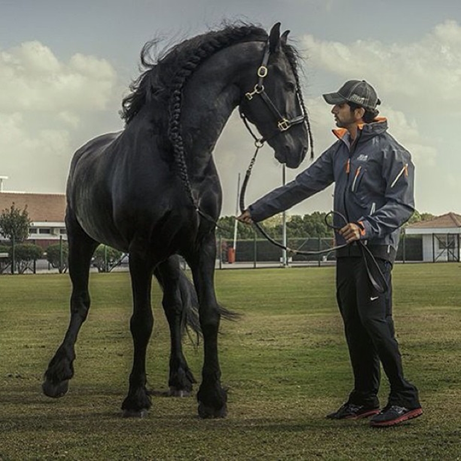 Sheikh Hamdan Black Horse