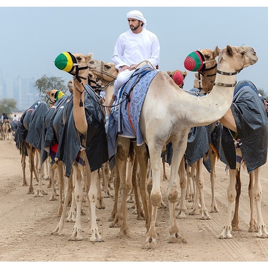 Sheikh Hamdan Camel Ride