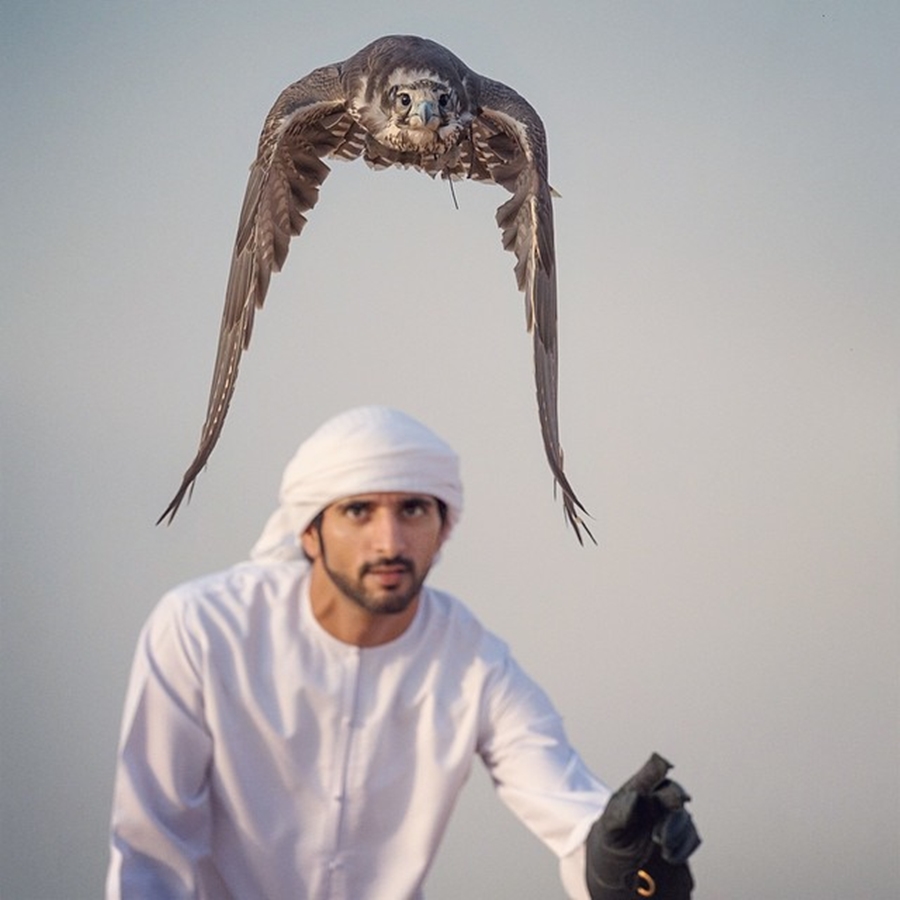 Sheikh Hamdan Falcon