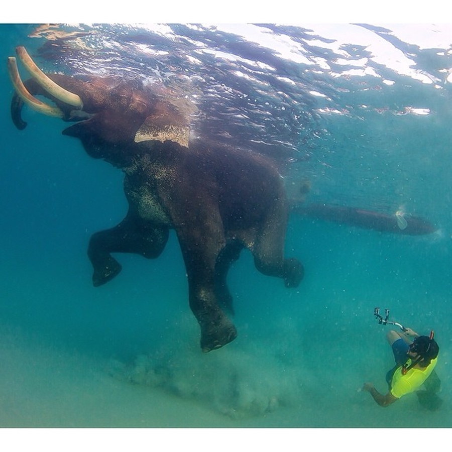 Sheikh Hamdan Swimming With Elephant