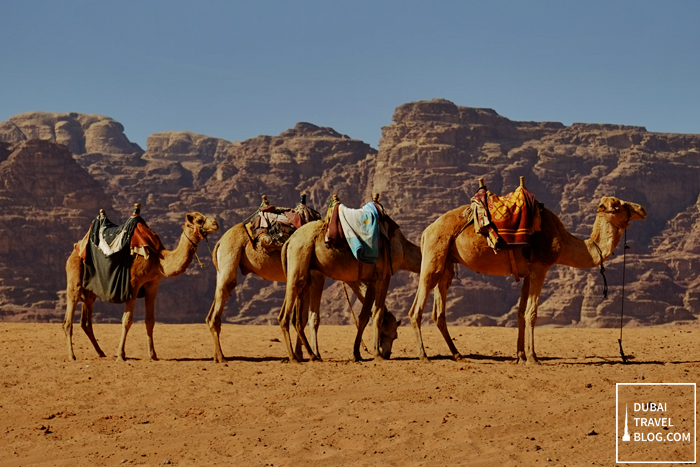 camels-in-wadi-rum-jordan