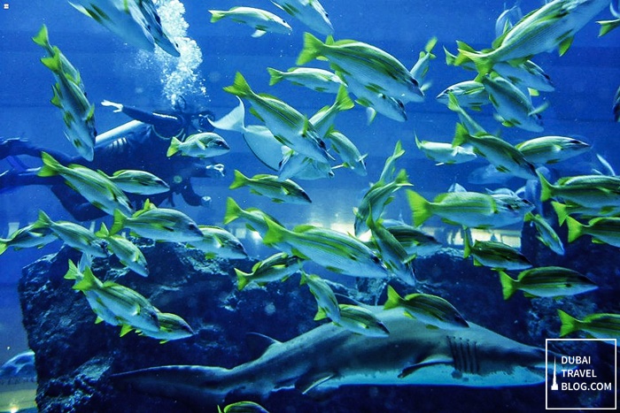 diving in dubai mall aquarium