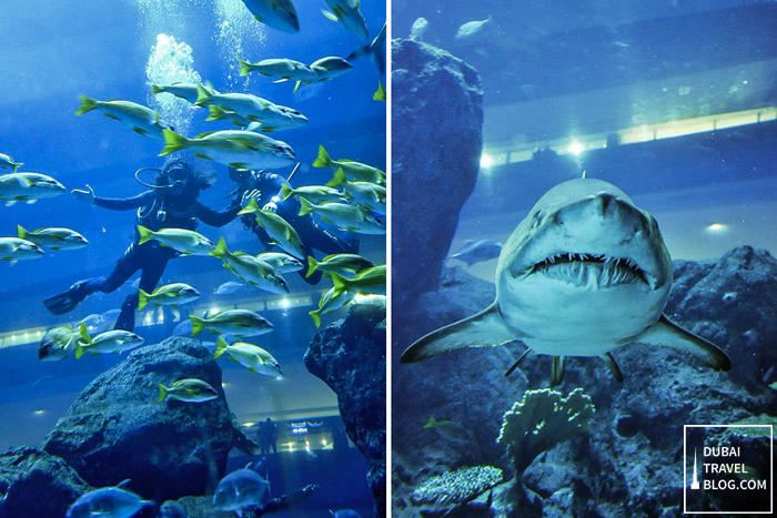 diving with sharks in dubai aquarium dubai mall