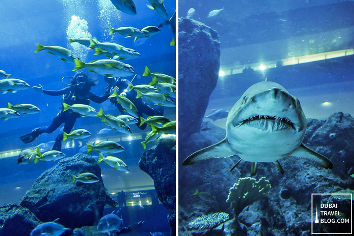 Shark Dive Experience In The Dubai Aquarium Dubai Travel Blog