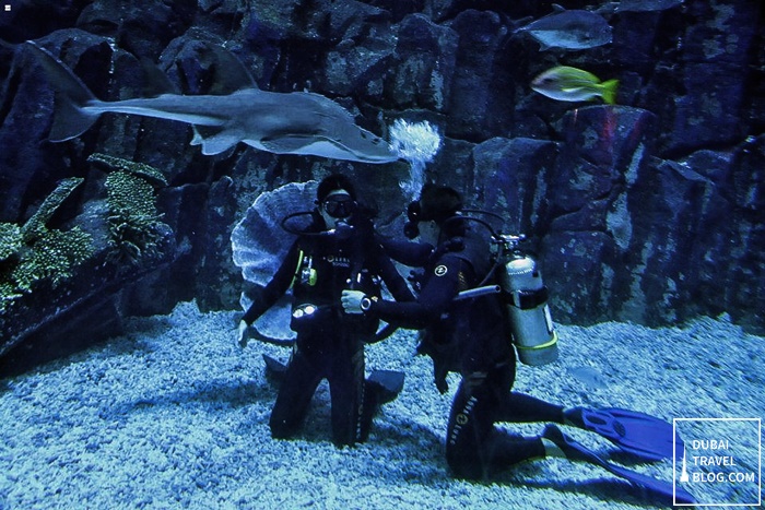 Shark Dive Experience In The Dubai Aquarium Dubai Travel Blog