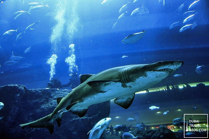 Shark Dive Experience In The Dubai Aquarium Dubai Travel Blog