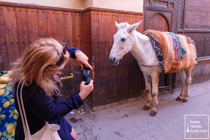 fez donkey photo