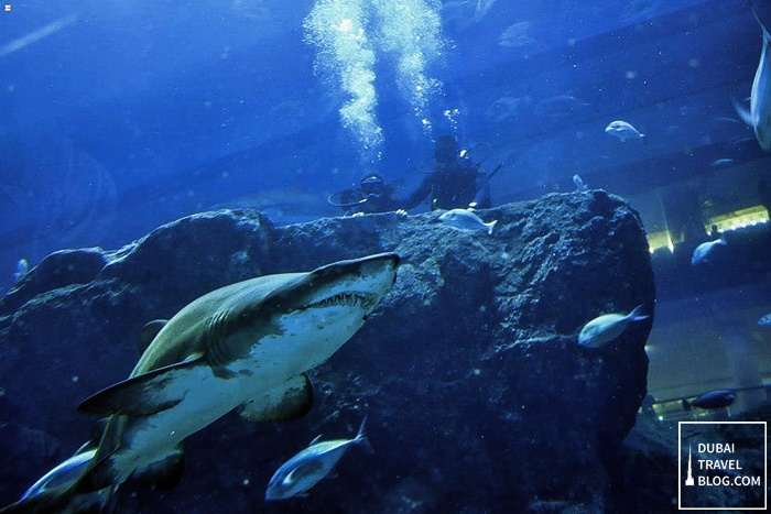 shark dive dubai aquarium