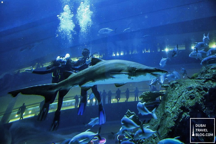 shark diving dubai