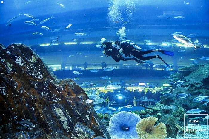 swimming dubai aquarium