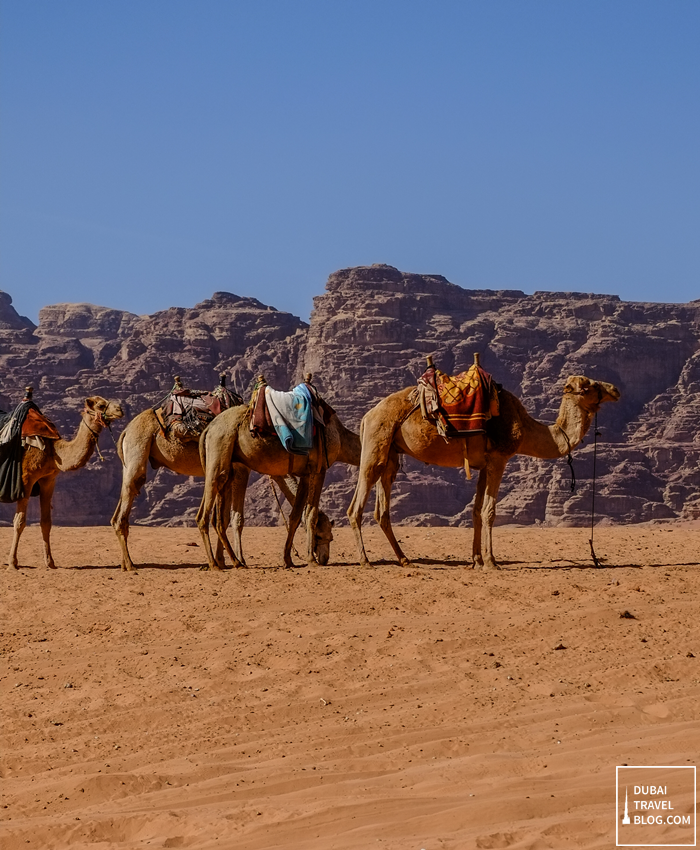 wadi rum jordan camels