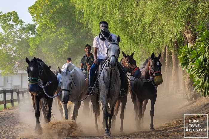 horses polo dubai desert palm