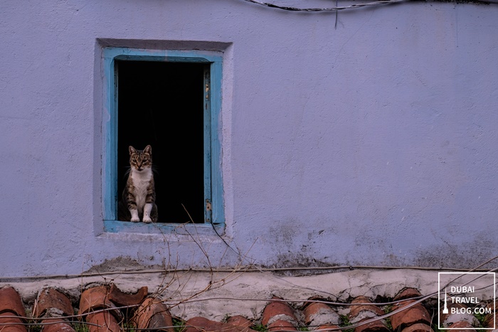 cat in chefchaouen