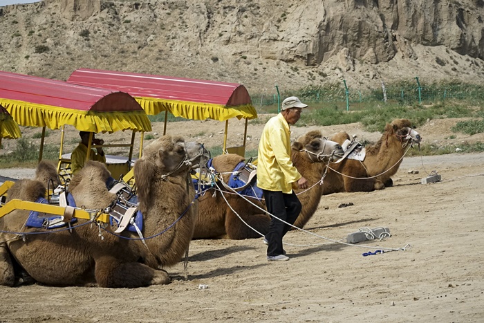 camel carriage ningxia