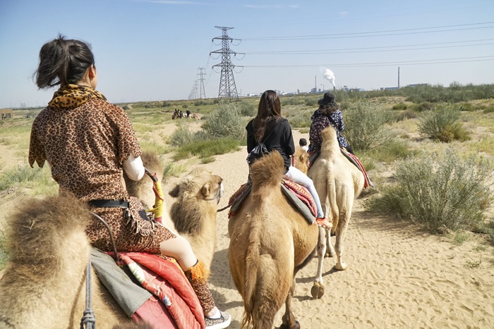 camel ride ningxia china