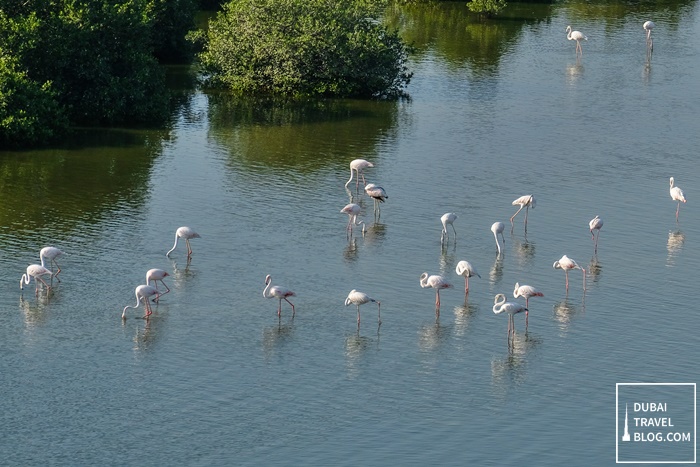 flamingos in ajman