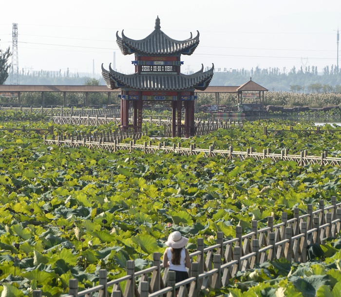 Purple Fields At Jin Sha Island In Zhongwei Ningxia Dubai - 