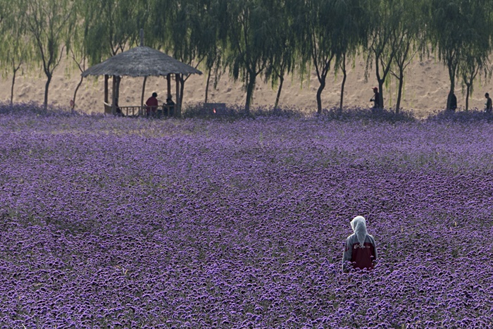 jin sha purple flowers