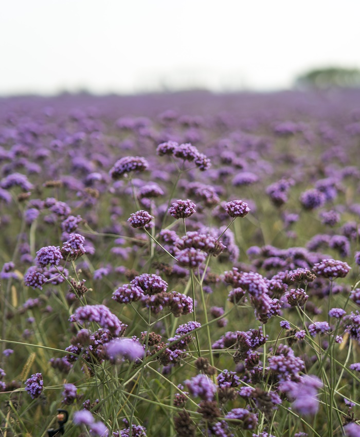 purple flowers fields ningxia