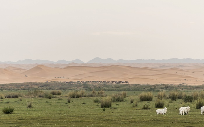 tonghu grassland ningxia