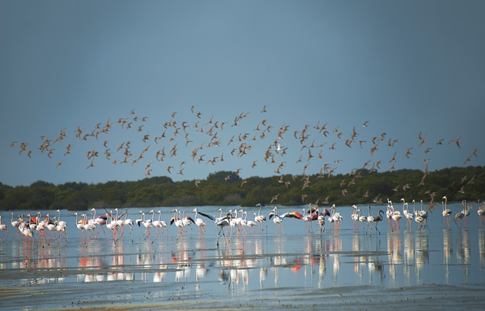 Al Zorah - Mangroves and wildlife