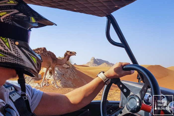 desert dune buggy camel