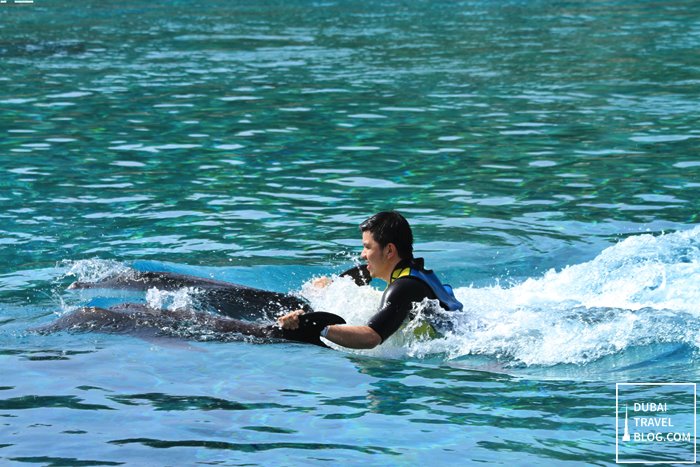 dubai dolphin experience at atlantis the palm