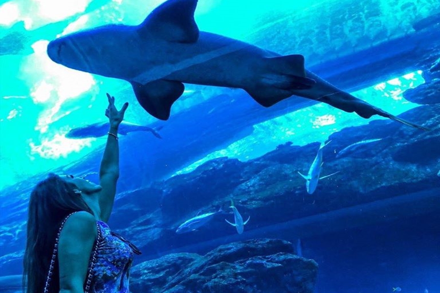 Dubai Aquarium Shark