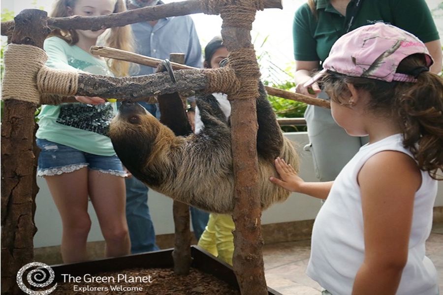 Sloth Encounter