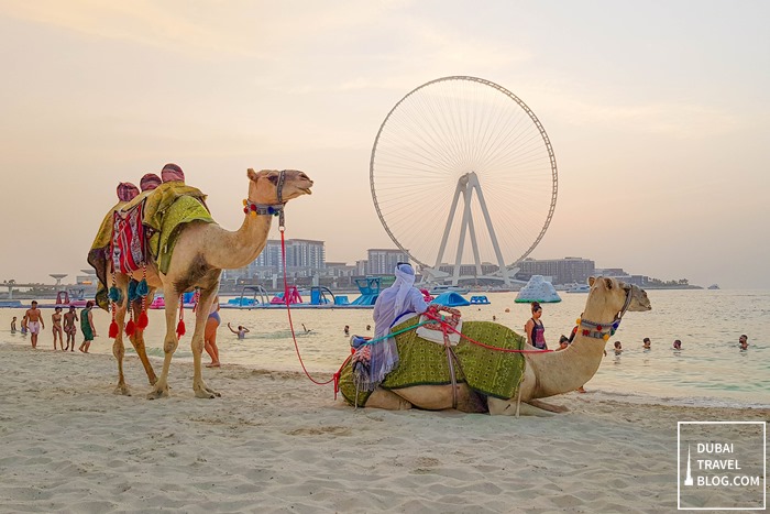 camels in jbr dubai