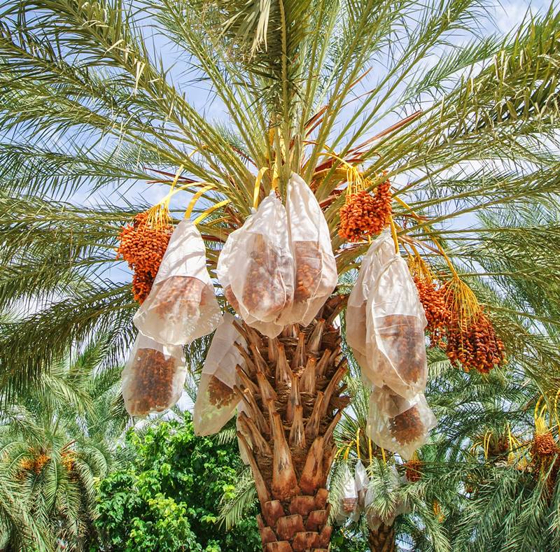 harvesting palm dates tree uae