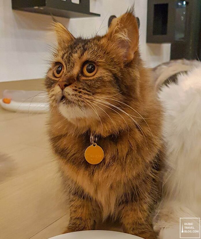 dubai vibrissae cat cafe Dubai Travel Blog