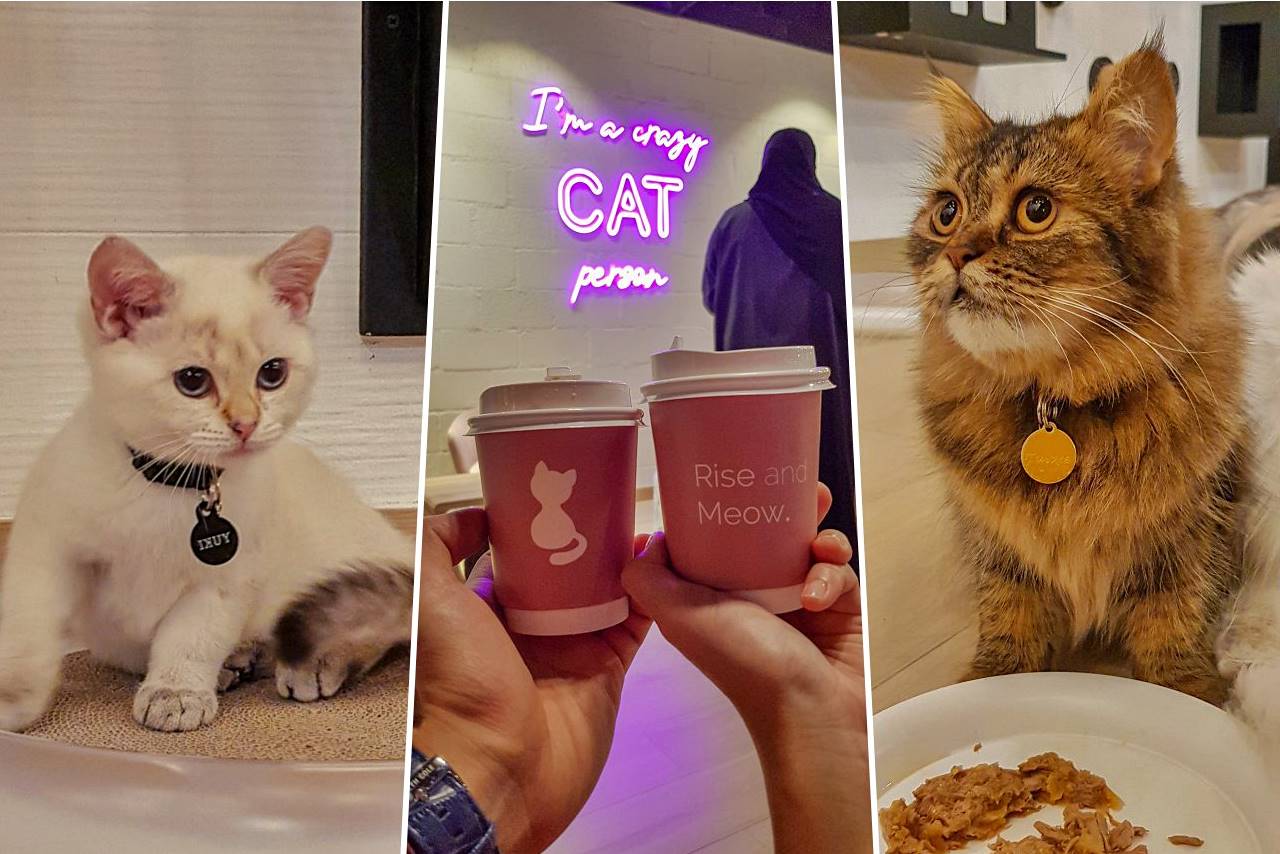 Cat cafe best sale near me